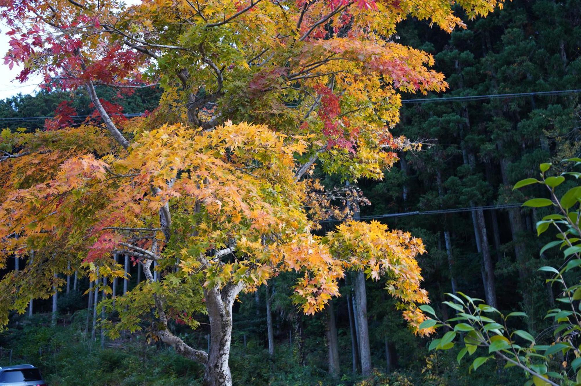 Satoyama Hotel Kanenone Tamba Maibara Exteriör bild