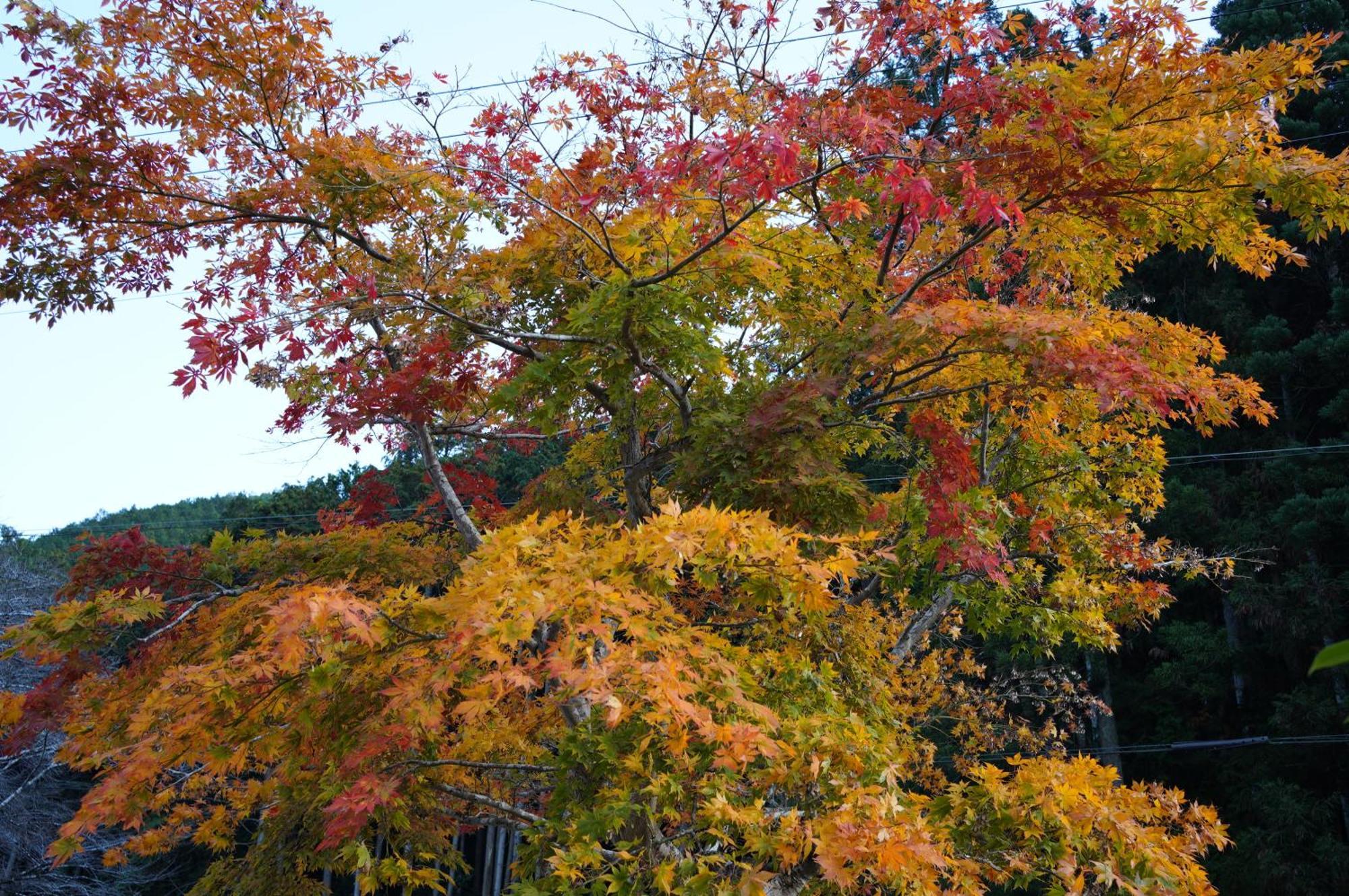 Satoyama Hotel Kanenone Tamba Maibara Exteriör bild